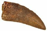 Bargain, Carcharodontosaurus Tooth - Real Dinosaur Tooth #341123-1
